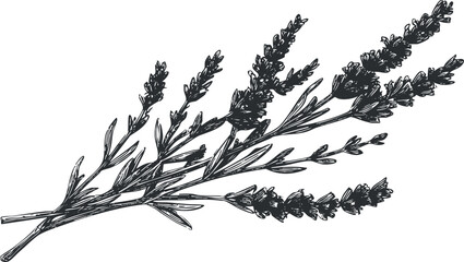 Obraz premium A detailed line drawing of a lavender plant showcasing its aromatic flowers and leaves.