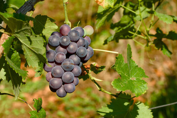 Ripening vineyard grapes in natural light