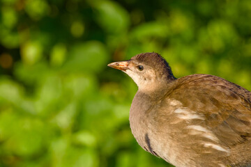 Close-up portrait of a young common moorhen (Gallinula chloropus) on a blurred natural background	