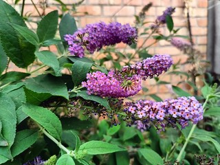 blooming of fragrant buddleia  in the garden