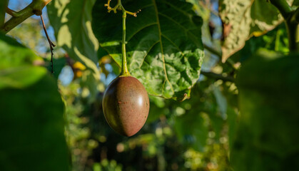 Fruto de tomate de árbol madurando en la planta con hojas verdes