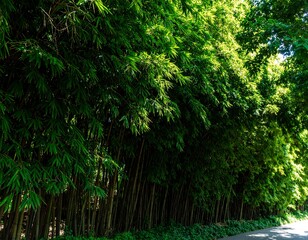 Obraz premium Lush green bamboo forest lining a road, sunlight filtering through leaves