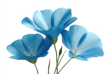 Three delicate, blue flowers with visible stamen are isolated against a white background, creating a soft, light-filled composition