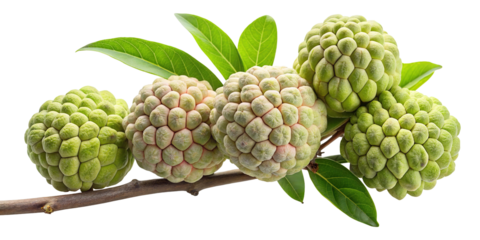 A cluster of ripe custard apples with green leaves on a branch isolated on transparent background