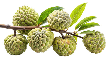 Fototapeta premium A cluster of ripe custard apples with green leaves on a branch isolated on transparent background