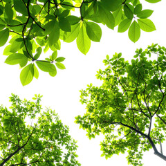 Obraz premium Lush green foliage canopy. Looking up at the tops of trees. Bright vibrant leaves
