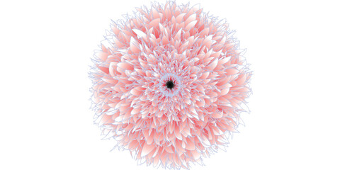 Chrysanthemum bud isolated on white vector set. Realistic flower bud.parachutes dandelion. Copy space. soft focus on water droplets. circular shape, abstract....