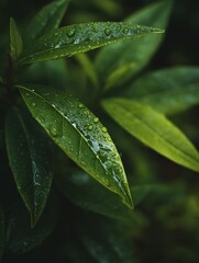 Fresh Green Leaves Morning Dew Drops Natural Garden Foliage Macro