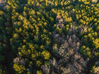 Aerial top down forest winter after Hurricane Helene damage Appling Augusta Georgia