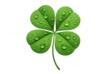 Verdant four-leaf clover glistening with water droplets, representing good luck against translucent backdrop
