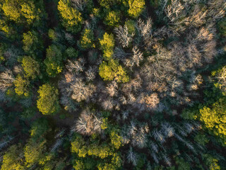 Aerial top down forest winter after Hurricane Helene damage Appling Augusta Georgia