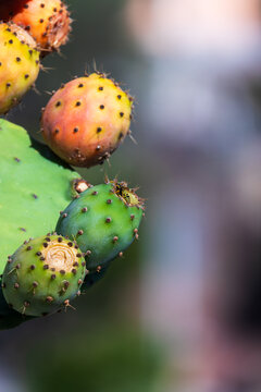 prickly pear plant with wasp in the fig tree