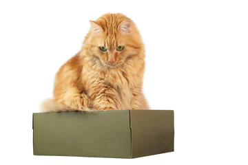 A ginger cat sitting in the box , isolated on white background