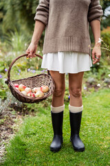 Close-up woman in cozy sweater and rubber boots harvesting fresh apples in garden holding wicker basket.  Seasonal autumn rustic lifestyle and seasonal organic  fruit concept.