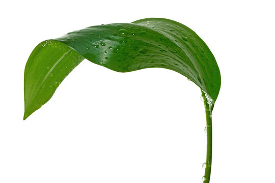 Fresh Green Leaf with Water Droplets