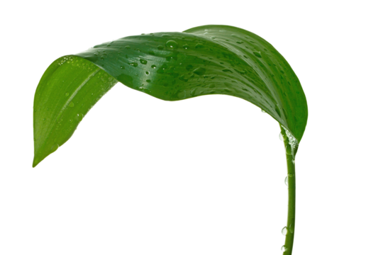 Fresh Green Leaf with Water Droplets