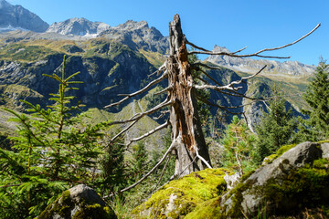 Ein alter toter Baum im herbstlichen Gebirge des Zillertal , ideal als Hintergrund