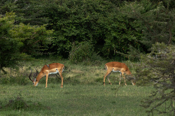 A pair of Impala grazing in the wooden forest of Masai Mara, Kenya