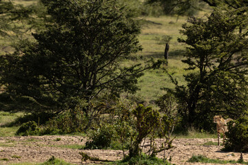 A cheetah observing the surrounding  in the wooded forest of Masai Mara, Kenya