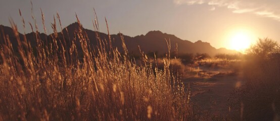 A golden field of grass with mountains in the background bathed in the warm light of a setting sun, creating a serene and peaceful landscape