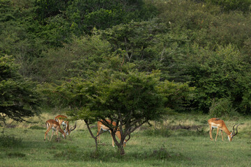 Fototapeta premium Impalas grazing in the wooden forest of Masai Mara, Kenya