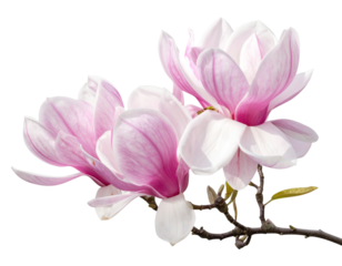 Minimalist Pink Magnolia Flower Branch PNG