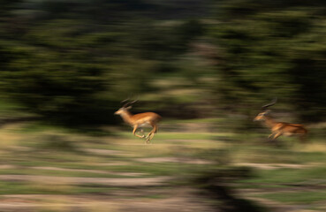A motion blur image of Impalas running, Masai Mara, Kenya
