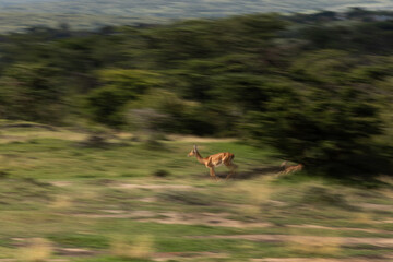 A motion blur image of Impalas running, Masai Mara, Kenya