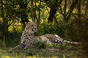 A cheetah relaxing in the wooded forest of Masai Mara, Kenya
