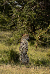 Cheetah in the wooded forest of Masai Mara, Kenya