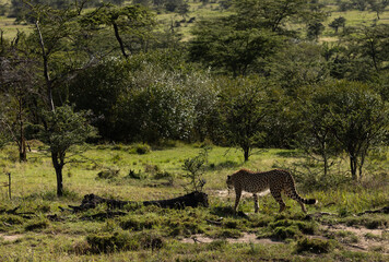 A cheetah walking in the wooded forest of Masai Mara, Kenya