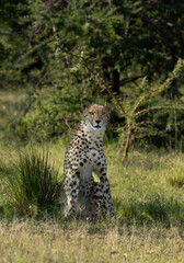 A cheetah in the wooded forest of Masai Mara, Kenya