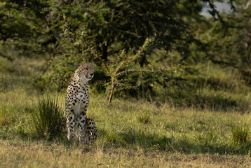 A portrait of a cheetah in the wooded forest of Masai Mara, Kenya
