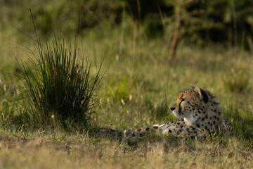 A cheetah resting in the grasses at Masai Mara, Kenya