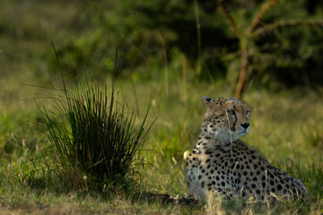 Portrait of a cheetah alert and observing the surrounding at Masai Mara, Kenya