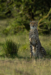 A cheetah in the wooded forest of Masai Mara, Kenya