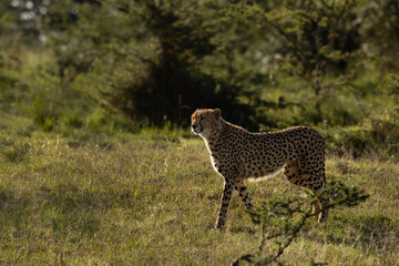Portrait of a Cheetah at Masai Mara, Kenya