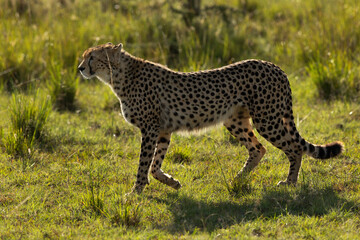 A backlit image of a Cheetah moving at Masai Mara, Kenya