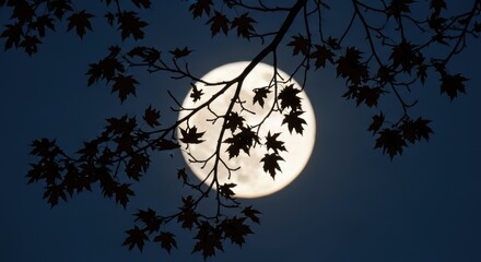Full moon, silhouetted tree branches and leaves, creates a serene night sky scene.