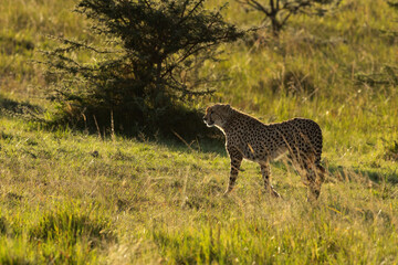 A portrait of a backlit image of a Cheetah at Masai Mara, Kenya