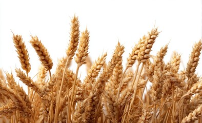 Fototapeta premium A close-up showcases a cluster of mature wheat stalks, their golden hues contrasted against a stark white background, creating a simplistic, yet striking image