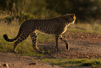 A backlit image of a Cheetah seeing at the back at Masai Mara, Kenya