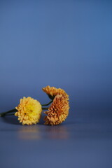 Arranjo de flores conceituais