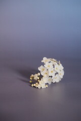 Arranjo de flores conceituais