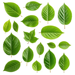 Fototapeta premium Fresh green leaves arranged in a grid pattern