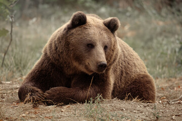 Bär