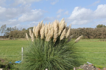 beautiful pampas grass in a flower garden closeup and a green meadow and blue sky in the background