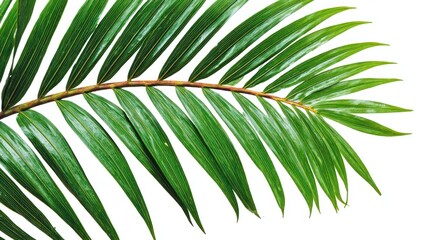 Obraz premium Close-up of a vibrant green palm frond with elongated leaflets branching from a stem, set against a bright white background