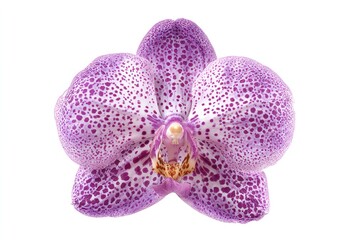 Fototapeta premium Isolated, vibrant orchid with purple-hued petals delicately speckled with lavender and white. The flower's intricate center is in focus on a plain white background