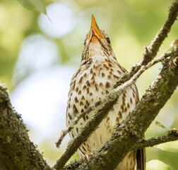 Zwitschernde Singdrossel im Baum